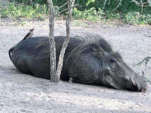 Turaco Lodge - No Loadshedding Marloth Park Εξωτερικό φωτογραφία