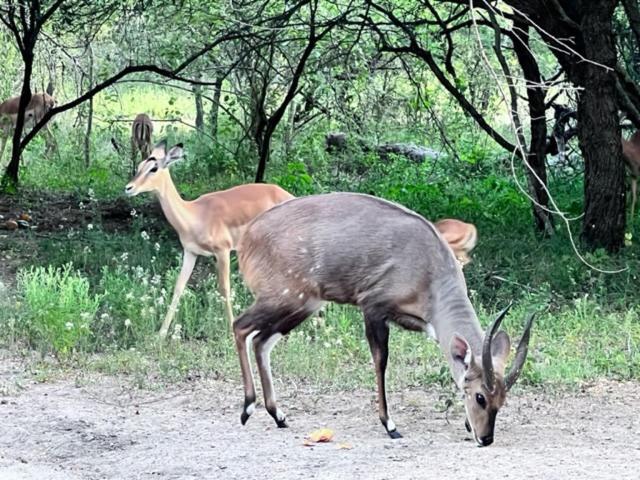 Turaco Lodge - No Loadshedding Marloth Park Εξωτερικό φωτογραφία