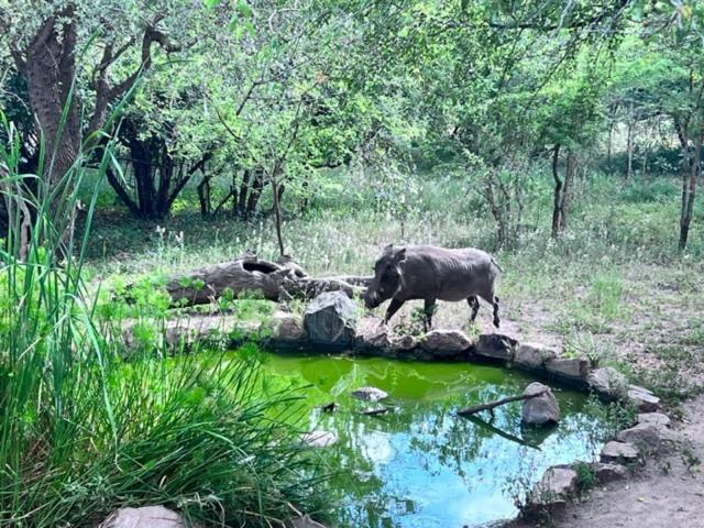 Turaco Lodge - No Loadshedding Marloth Park Εξωτερικό φωτογραφία