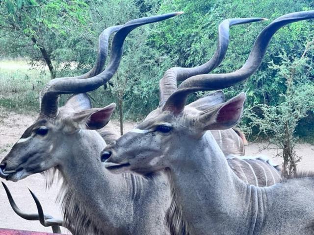 Turaco Lodge - No Loadshedding Marloth Park Εξωτερικό φωτογραφία