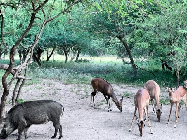 Turaco Lodge - No Loadshedding Marloth Park Εξωτερικό φωτογραφία